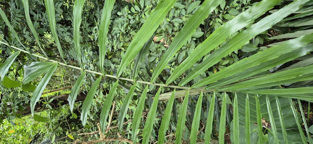 Black-fiber palm (Arenga pinnata)