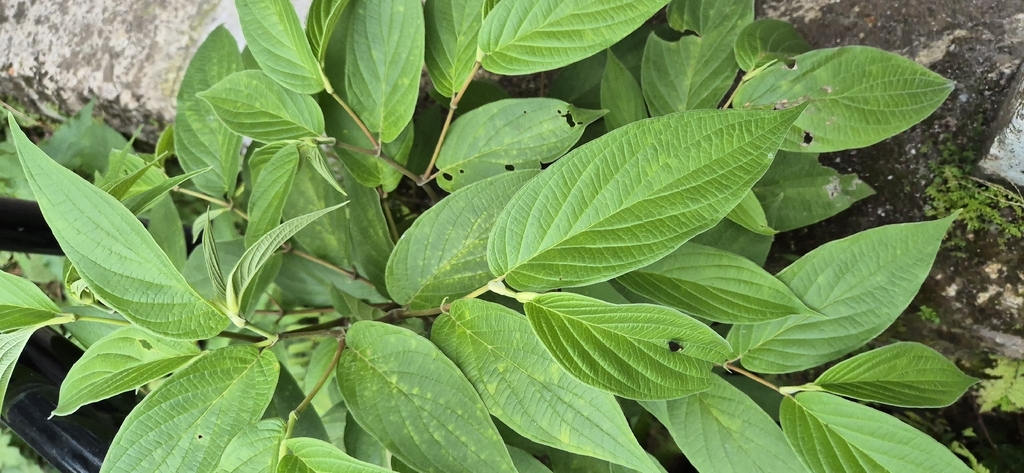 Bamboo Piper (Piper aduncum)