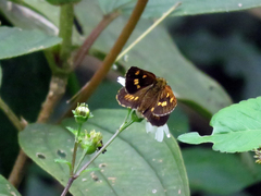 Ampittia virgata