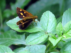 Ampittia virgata