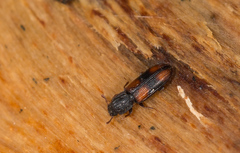 Bitoma crenata