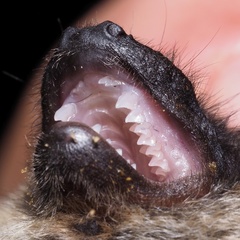 Savi's Pipistrelle photo 5