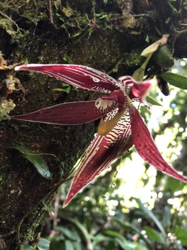 Paphinia cristata, photograph 5