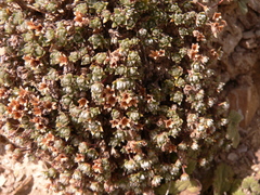 Androsace sericea