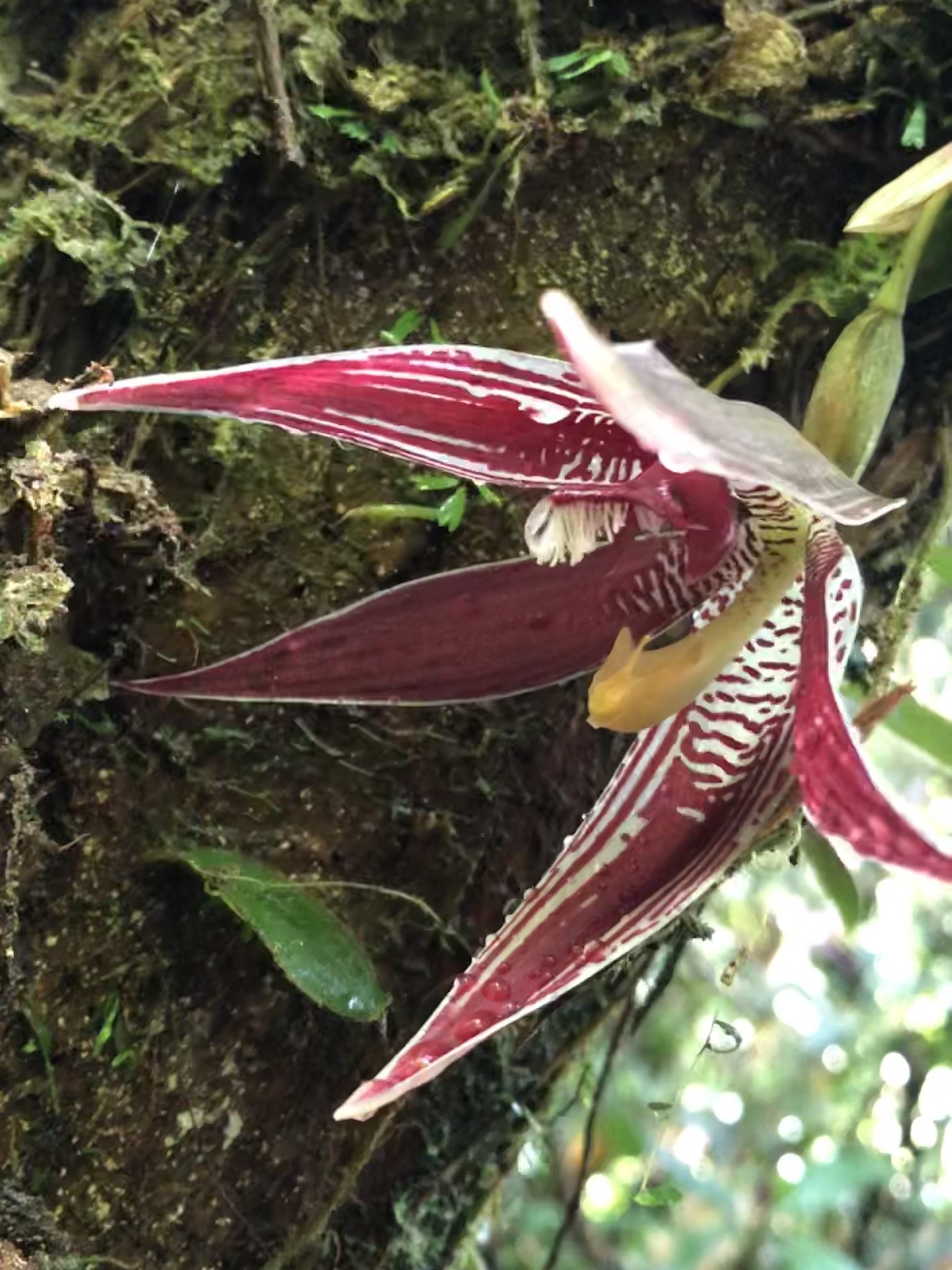 Paphinia