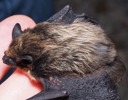 Savi's Pipistrelle