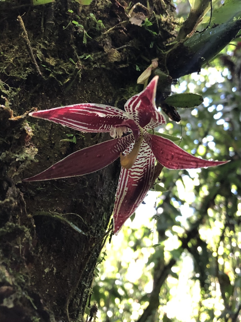 Cymbidieae