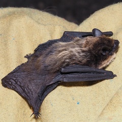 Savi's Pipistrelle photo 2