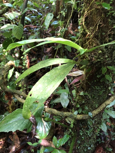 Paphinia cristata, photograph 6