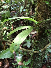 Paphinia cristata, photograph (c) Jared Shorma, some rights reserved (CC BY)