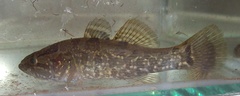 Perccottus glenii