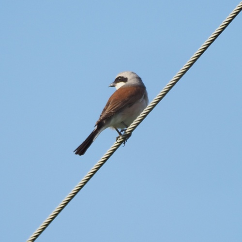strakoš obyčajný (Lanius collurio)
