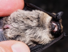 Savi's Pipistrelle photo 4