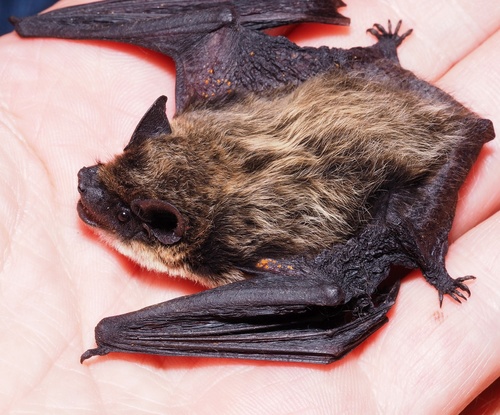 Savi's Pipistrelle
