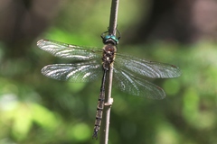 Somatochlora forcipata