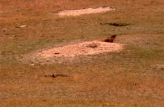 Marmota