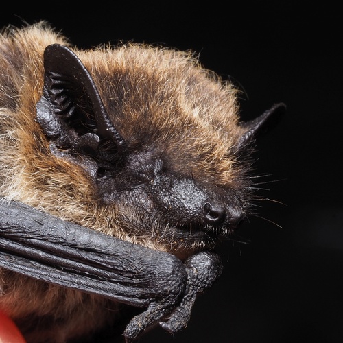 Savi's Pipistrelle