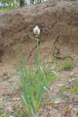 Asphodelus albus