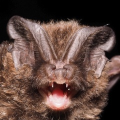 Barbastella barbastellus