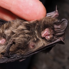 Barbastella barbastellus