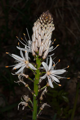 Asphodelus albus