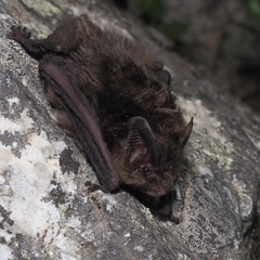 Barbastella barbastellus