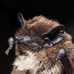 Savi's Pipistrelle photo 3