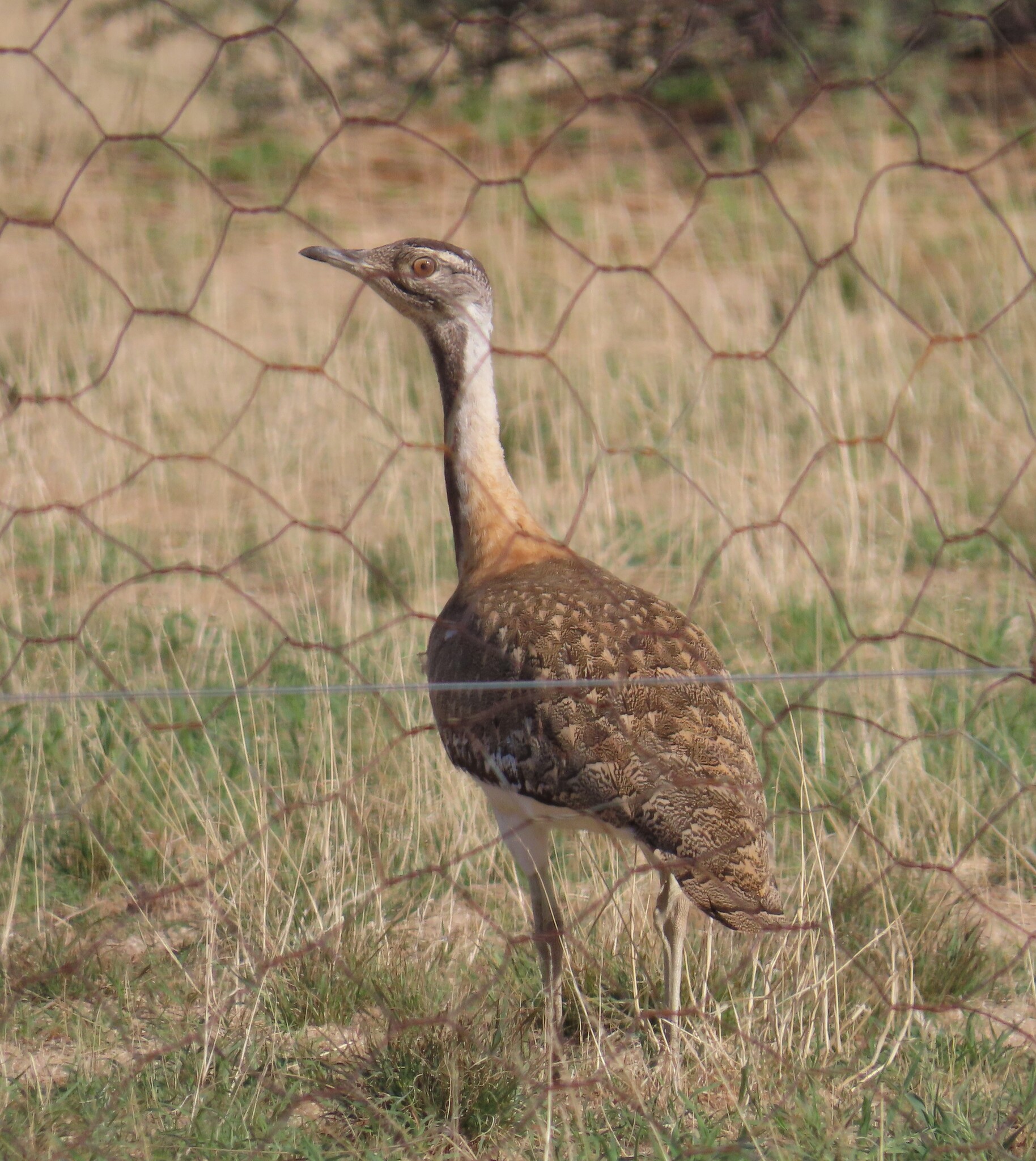 Ludwig's Bustard (Neotis ludwigii), photo 2