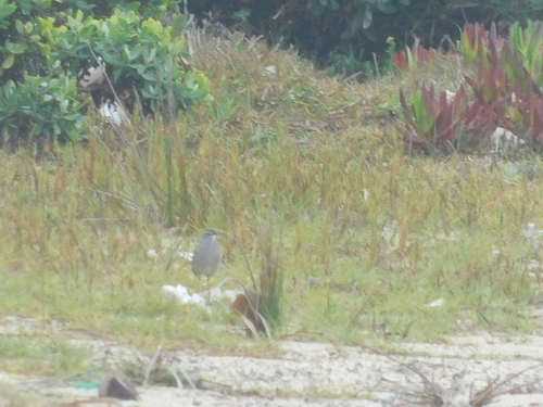 Karoo Scrub Robin (Tychaedon coryphoeus), photo 4