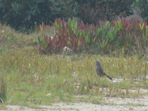 Karoo Scrub Robin (Tychaedon coryphoeus), photo 5