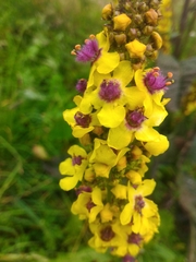 Verbascum alpinum