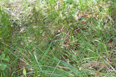 Asphodelus albus