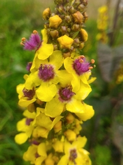 Verbascum alpinum