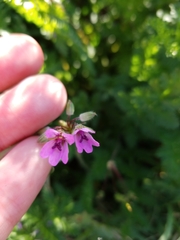 Erodium cicutarium