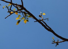Ficus amplissima