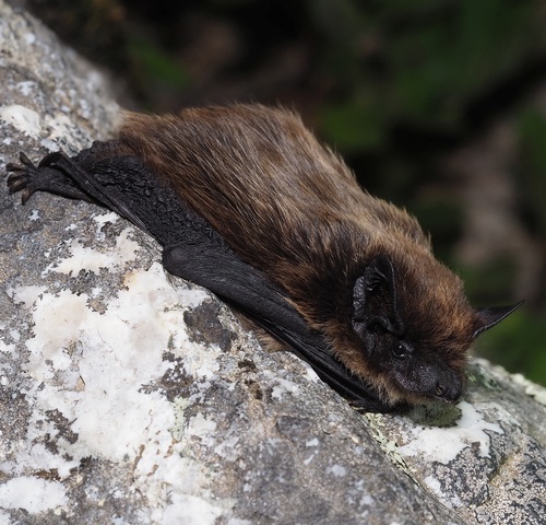 Savi's Pipistrelle