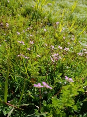 Erodium cicutarium
