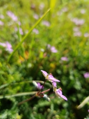 Erodium cicutarium