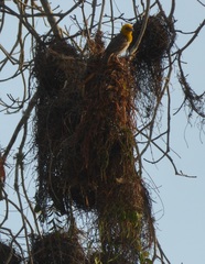 Ploceus sakalava