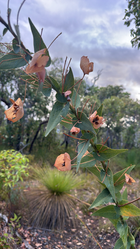 bookleaf (Daviesia cordata)
