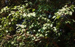 Ficus amplissima