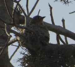 Calicalicus madagascariensis