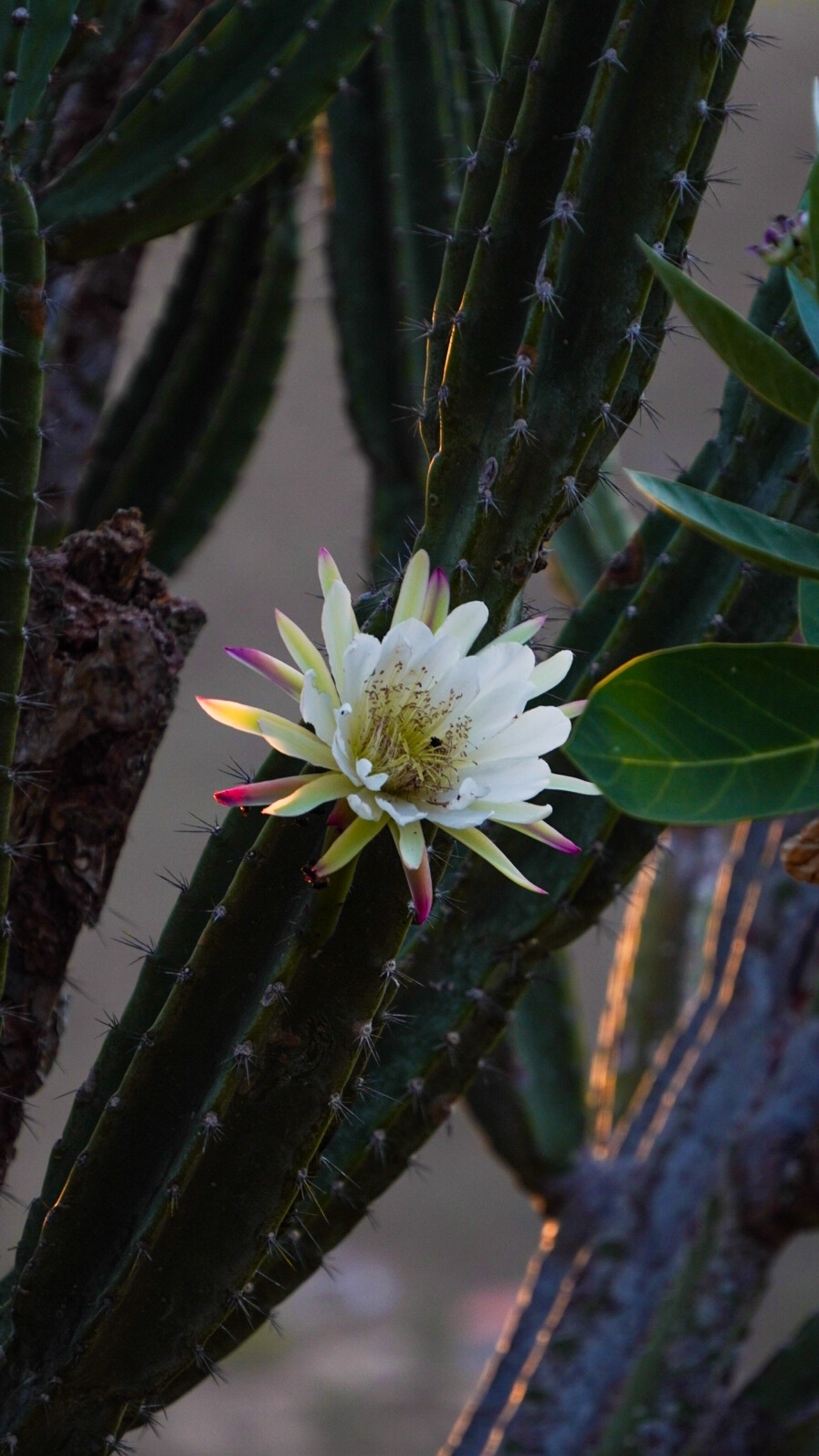 Cereus jamacaru