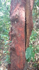 Syzygium antisepticum