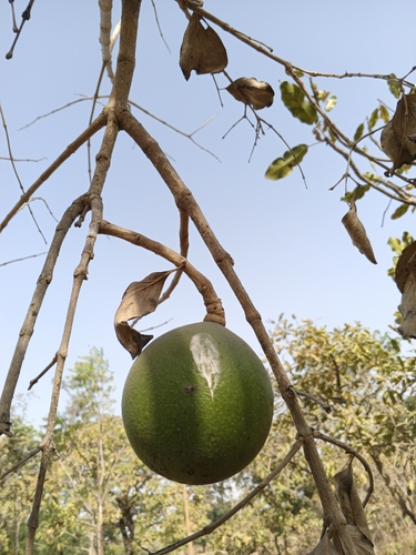 Spiny monkey orange