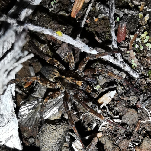 Lycosa vulcani