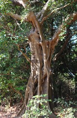 Ficus amplissima