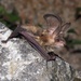 Grey Long-eared Bat - Photo (c) Jakob Fahr, some rights reserved (CC BY-NC), uploaded by Jakob Fahr