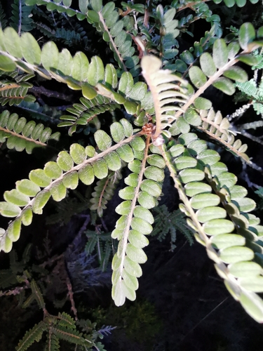 Kōwhai (Sophora denudata)