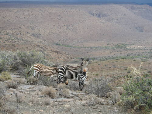 Zebras